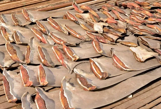 This picture taken on November 7, 2014 shows shark fins laid out to dry near a traditional market in Tanjung Luar in Lombok, West Nusa Teggara. (Photo by Sonny Tumbelaka/AFP Photo)