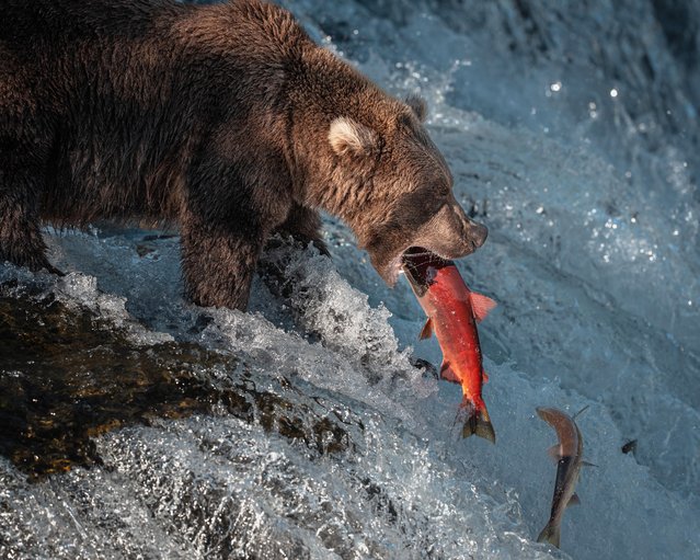 A brown bear catches a salmon attempting to swim upstream to spawn past Brooks Falls in Katmai National Park, Alaska in the last decade of September 2025. The park’s bears have been fattening up in preparation to hibernate for the winter. (Photo by Christopher Ang/Caters News Agency)