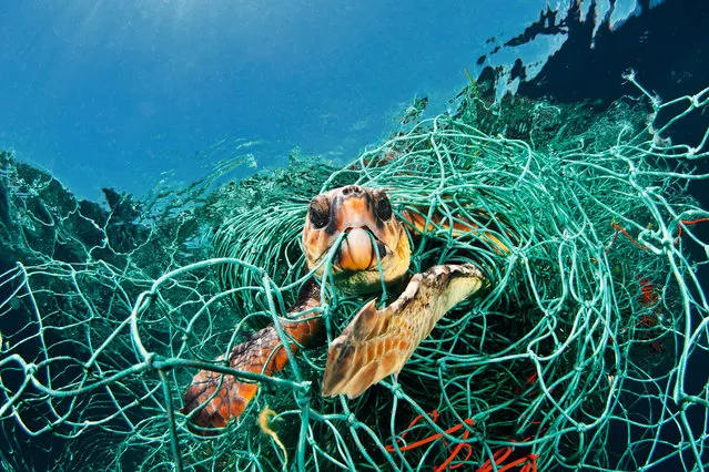 Turtle in trouble by Jordi Chias Pujol. “The photographer spotted a floating mass of netting holding a still-living loggerhead turtle, completely entangled. Though a loggerhead spends most of its life at sea, it has to surface to breathe. As this net was floating, the turtle could just about stretch up to breathe. The photographer tried to cut it free but eventually the netting was hauled on board and after 20 minutes the turtle was set free. The ocean is littered with such “ghost” fishing gear, and this was not the first time the photographer had rescued a snared animal”. (Photo by Jordi Chias Pujol/Unforgettable Underwater Photography/NHM)