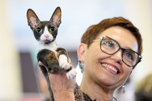 A woman holds a Cornish Rex cat during the FIFe World Show Romania 2025, the world's largest cat event, held in a different country every year, which brought together more than 1000 cats from over 30 countries, in Bucharest, Romania, Saturday, October 25, 2025. (Photo by Andreea Alexandru/AP Photo)