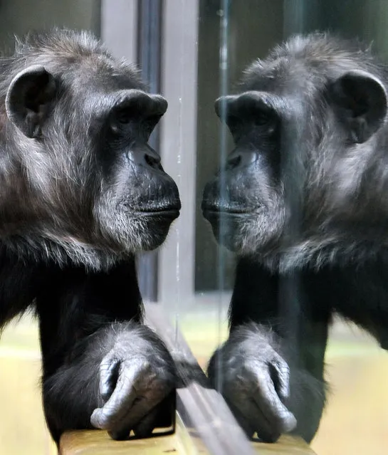 A chimp looks at itself reflected in glass at Dvur Kralove zoo in Dvur Kralove, Czech Republic on October 13, 2015. (Photo by Slavek Ruta/Rex Shutterstock)