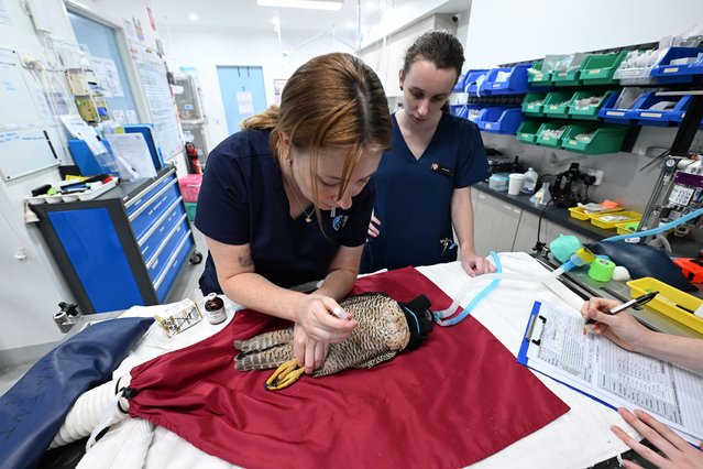 Vet staff examine the world's fastest bird, the Peregrine Falcon after it was brought into the Byron Bay Wildlife Hospital after flying into a glass window on December 23, 2025 in Lennox Head, Australia. The Albanese Government is investing $2 million to support the Byron Bay Wildlife Hospital deliver life-saving care to sick, injured, and orphaned native wildlife on the NSW North Coast.The commitment, made during the 2025 election campaign, will help staff to treat and rehabilitate native animals.The funding is expected to support around 4,000 animals, while keeping skilled veterinarians and vet nurses employed to provide the care. Since 2020, the Byron Bay Wildlife Hospital, which is a registered business of Wildlife Recovery Australia, has delivered quality care to more than 10,000 wildlife patients.This is part of the Australian Government�s Local Environmental Projects Program that is protecting and improving our environment and heritage. (Photo by James D. Morgan/Getty Images)