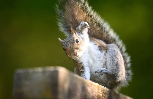 A Squirrel looks on at Stover Country Park on May 20, 2023 in Newton Abbot, England. (Photo by Harry Trump/Getty Images)