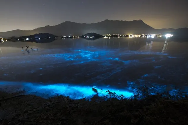Glow-in-the-dark blue waves caused by the phenomenon known as harmful algal bloom or “red tide”, are seen at night near Sam Mun Tsai beach in Hong Kong January 22, 2015. (Photo by Tyrone Siu/Reuters)