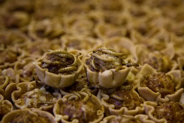 Mealworm quiches are seen at the Rijn IJssel school for chefs in Wageningen January 12, 2011. All you need to do to save the rainforest, improve your diet, better your health, cut global carbon emissions and slash your food budget is eat bugs. Mealworm quiche, grasshopper springrolls and cuisine made from other creepy crawlies is the answer to the global food crisis, shrinking land and water resources and climate-changing carbon emissions, Dutch scientist Arnold van Huis says. To attract more insect-eaters, Van Huis and his team of scientists at Wageningen have worked with a local cooking school to produce a cookbook and suitable recipes. (Photo by Jerry Lampen/Reuters)