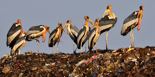 Greater Adjutant Storks stand on top of a garbage pile at a garbage dumping site near Deepor Beel Wildlife Sanctuary on the outskirts of Guwahati city, Assam, India, 14 November 2016. Fast vanishing wetlands in and around Guwahati city has now become a major threat for the survival of this bird species. Guwahati city has the largest concentration of the Greater Adjutant Stork in the world but their numbers are gradually declining due to loss of wetlands, habitat and availability of food. (Photo by EPA/Stringer)