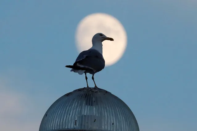 A seagull stands on a street lamp of the Promenade des Anglais as the moon rises in Nice, France, July 25, 2018. (Photo by Eric Gaillard/Reuters)