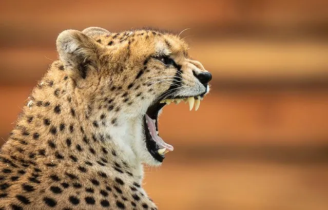 Cheetah Darcy enjoys her newly-developed Cheetah Territory that covers 10,000 square at Yorkshire Wildlife Park, near Doncaster, UK on Wednesday, August 16, 2023. Darcy, who is four-years-old, travelled from Ireland's Fota Wildlife Park to YWP last week where she will be joined by 13-year-old male Brooke who is on his way from the Bristol Zoo Project as a recommendation by the European Endangered Species Programme. (Photo by Danny Lawson/PA Images via Getty Images)