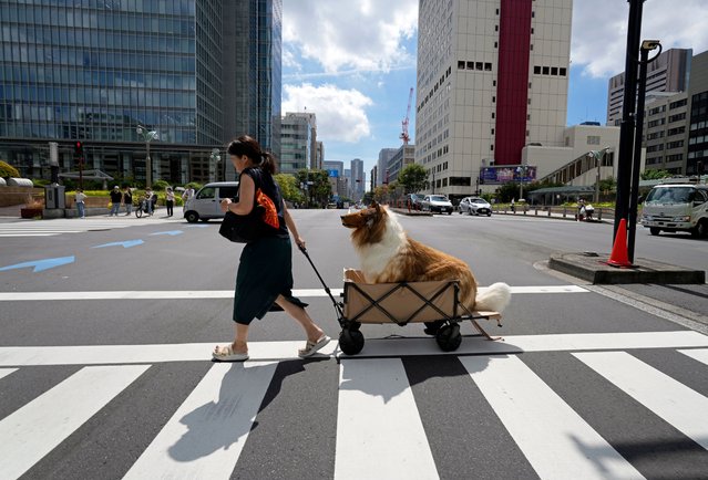 A Japanese man in a dog suit is carried in a trolley cart in Tokyo, Japan, 21 August 2023. (Photo by Franck Robichon/EPA/EFE)