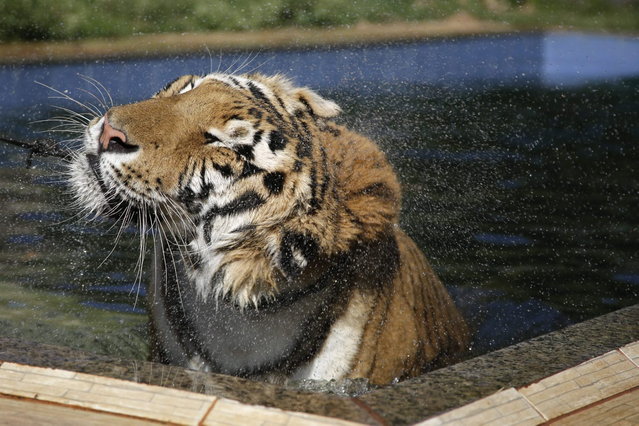 A tiger named Tom shakes off water as he swims in a pool in the backyard of Ary Borges, his caretaker in Maringa, Brazil, Thursday, September 26, 2013. Borges, who cares for Tom, eight other tigers and two lionesses, is in a legal battle with federal wildlife officials to keep his endangered animals from undergoing vasectomies and being taken away from him. (Photo by Renata Brito/AP Photo)