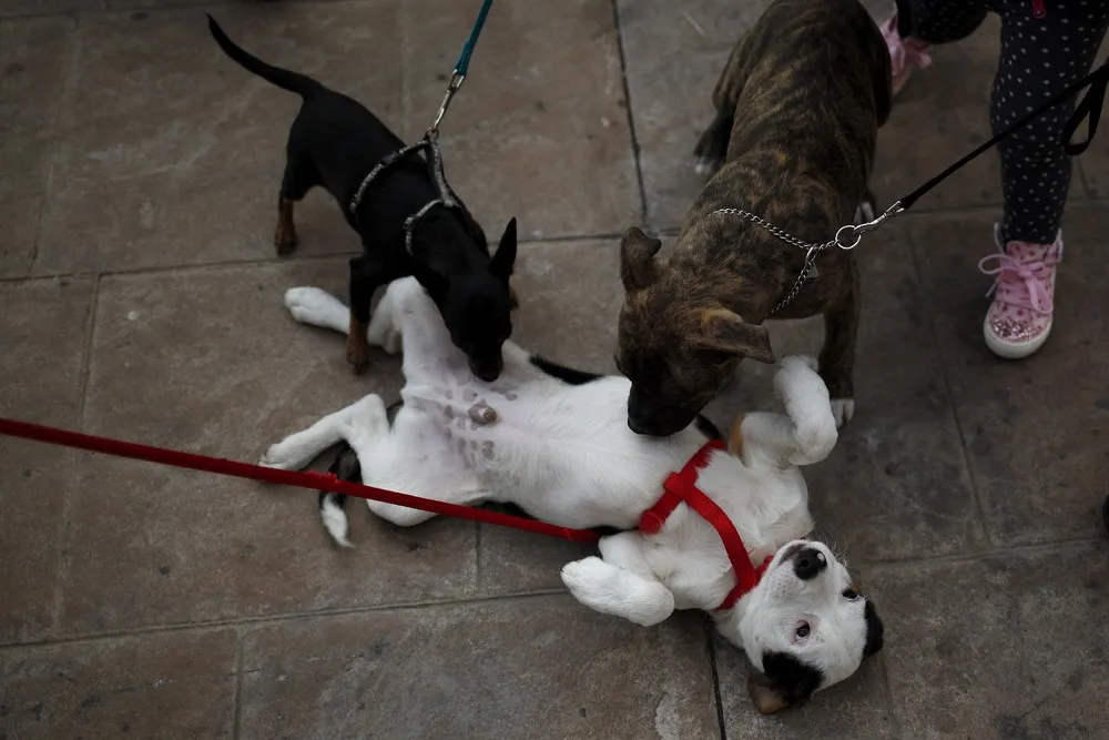 Pets Fill Spanish Churches for St Anthony's Day Blessing