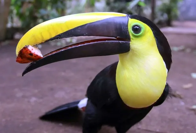 A Yellow-Throated Toucan, also known as “Ramphastos Ambiguus”, rescued from illegal trafficking is seen in the La Reserva Bio Park in Cota, Cundinamarca on August 17, 2023. Colombia's Bioparque La Reserva is a vital sanctuary for endangered animals harmed by illegal trafficking. Focused on rehabilitation and conservation, the park offers hope and protection for these creatures at the brink of extinction. Through mimicry of natural habitats, the park fosters healing and reproduction, embodying the fight against wildlife trade and habitat loss. (Photo by Juancho Torres/Anadolu Agency via Getty Images)