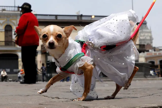 A dog dressed in costume is seen during a religious and blessing ceremony outside the San Francisco Church in Lima, Peru on October 4, 2018. (Photo by Guadalupe Pardo/Reuters)
