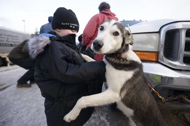 Gavis Schroeser, musher Nathan Schroeder's son, attends to one of the team's dogs before the 2015 ceremonial start of the Iditarod Trail Sled Dog race in downtown Anchorage, Alaska March 7, 2015. The timed portion of the race, which typically lasts nine days or longer, begins on Monday in Fairbanks, about 300 miles (482 km) away. Traditionally held in Willow, the timed start was moved to Fairbanks this year to accommodate an alternate trail selected after race officials deemed sections of the traditional path unsafe.    REUTERS/Mark Meyer  (UNITED STATES - Tags: SPORT ANIMALS SOCIETY)
