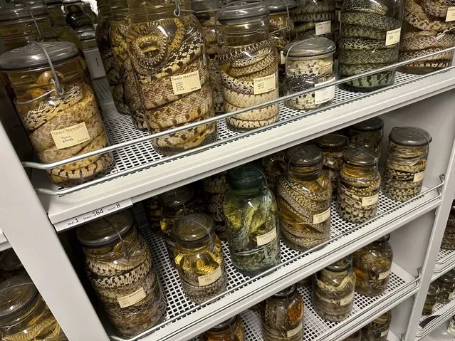 Jars filled with older snake specimens sit on shelves inside the University of Michigan Museum of Zoology, Wednesday, October 18, 2023, in Ann Arbor, Mich. They recently were joined by a sizable donation of reptile and amphibian specimens from Oregon State University. (Photo by Mike Householder/AP Photo)
