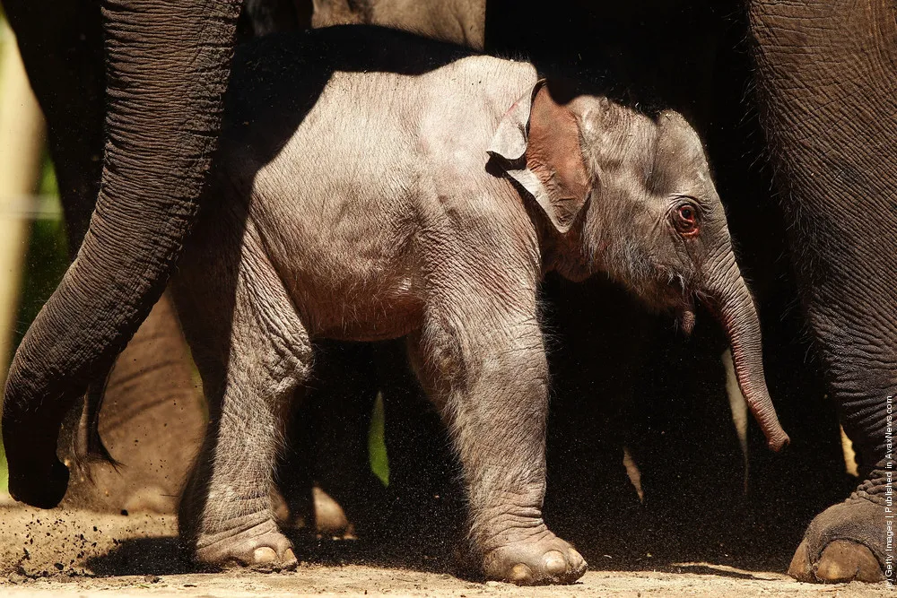 Taronga's First Female Baby Elephant Calf Ventures Outside The Paddock