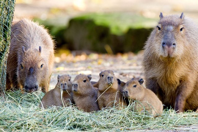 Four young capybaras are flanked by their parents in their enclosure at the Hannover Zoo (Niedersachsen), on November 13, 2013. (Photo by Christoph Schmidt/AP Images/DPA)