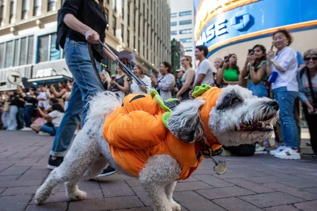 People and their dogs particpate in a Doggone Halloween celebration in Boston, Massachussetts, on October 28, 2023 ahead of the Halloween holiday. (Photo by Joseph Prezioso/AFP Photo)