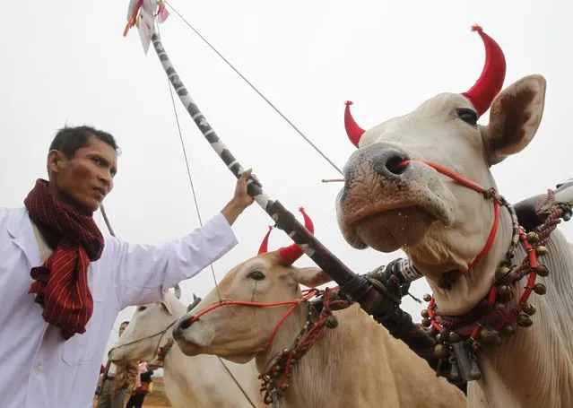 A Khmer farmer stands next to his cows before a cow-racing performance at the Khmer cultural festival in Dong Mo cultural village outside Hanoi November 21, 2013. The festival includes events featuring the culture of ethnic Khmer people from Mekong delta provinces, which will be held in Hanoi from November 18 to 24. (Photo by Reuters/Kham)
