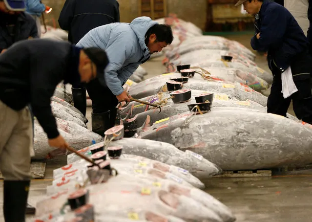 Wholesalers check the quality of frozen tuna displayed at the Tsukiji fish market before the New Year's auction in Tokyo, Japan, January 5, 2017. (Photo by Issei Kato/Reuters)