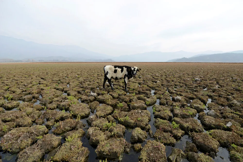 Reuters Pictures of the Year 2018: Environment