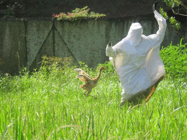 Bobbi Laderer, a bird intern at the Audubon Nature Institute's Species Survival Center in New Orleans, waves and runs to demonstrate alarm for Tornado, a 42-day-old endangered whooping crane chick on Tuesday, July 13, 2021. Precautions against spreading COVID-19 kept any captive-bred cranes from being released in 2020 to a flock in Louisiana or one that migrates between Wisconsin and Florida. This year 14 – one more than in 2019 – are being raised, half of them at Audubon. (Photo by Janet McConnaughey/AP Photo)