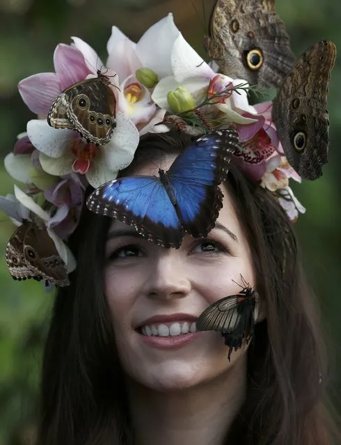 Model Jessie May Smart reacts to a Great Yellow Mormon (R) and Blue Morpho butterflies, as she poses for pictures ahead of the opening of, “Butterflies in the Glasshouse”, at RHS Wisley in Wisley, Britain, January 13, 2017. (Photo by Peter Nicholls/Reuters)