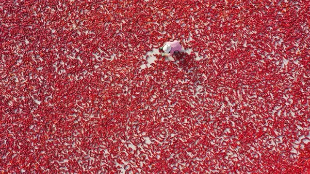 Aerial view of a villager drying red chillies at Bohu County on August 16, 2021 in Bayingolin Mongol Autonomous Prefecture, Xinjiang Uygur Autonomous Region of China. (Photo by Nian Lei/VCG via Getty Images)