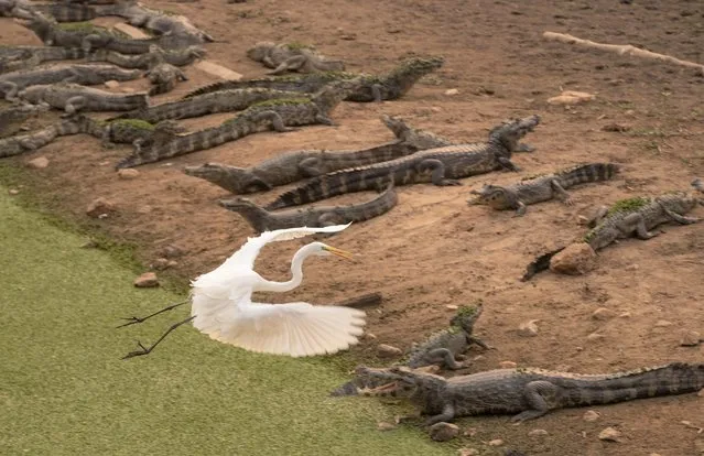 In this September 14, 2020 file photo, an egret flies over a bask of caiman on the banks of the almost dried up Bento Gomes river, in the Pantanal wetlands near Pocone, Mato Grosso state, Brazil. The Pantanal is the world's largest tropical wetlands, popular for viewing jaguars, along with caiman, capybara and more. In 2020 the Pantanal was exceptionally dry and burning at a record rate. (Photo by Andre Penner/AP Photo/File)