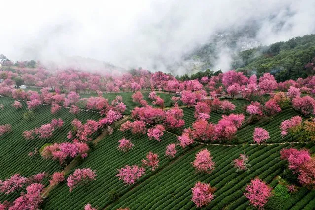 This aerial photo taken on December 24, 2023 shows winter cherry blossoms in Nanjian Yi Autonomous County, southwest China's Yunnan Province. (Photo by Xinhua News Agency/Rex Features/Shutterstock)