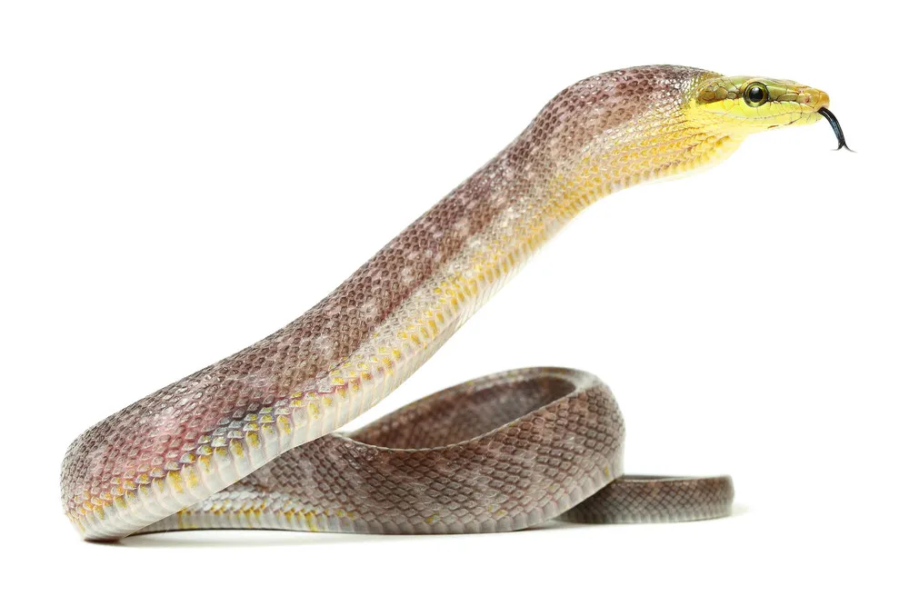 Reptiles – Life on White