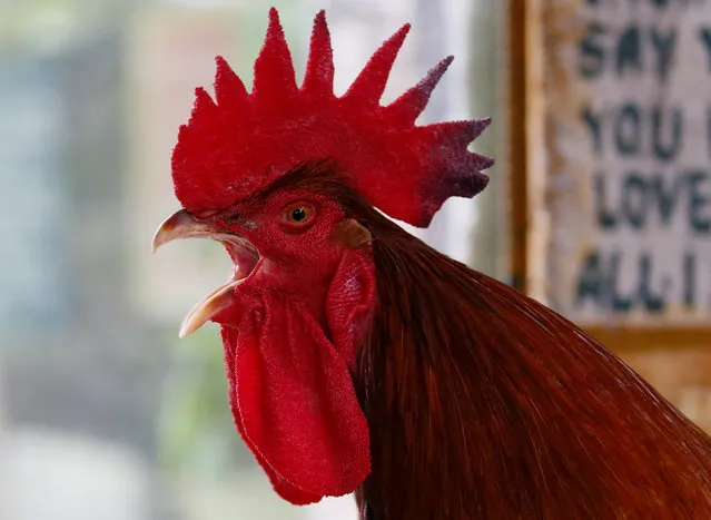 A giant red rooster from France named “Mr. Universe” crows as it is shown to the media by Malabon Zoo owner Manny Tangco as part of the “Roosters of the World” exhibition to celebrate the “Red Fire Rooster” in the Chinese lunar calendar Friday, January 27, 2017 in suburban Malabon city, north of Manila, Philippines. The Roosters of the World exhibition features roosters from countries as the United States, Japan, United Kingdom, France, China, Malaysia, Indonesia and Poland. (Photo by Bullit Marquez/AP Photo)