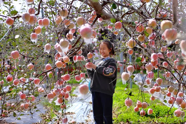Tourist picks apples at apple theme park in Wanrong County during the 6th Shanxi (Yuncheng) International Fruit Trade Expo on October 17, 2021 in Yuncheng, Shanxi Province of China. (Photo by Yan Xin/VCG via Getty Images)