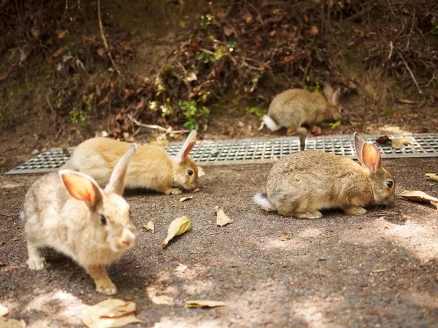 Rabbit Island in Japan