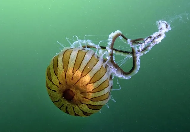 A view of compass jellyfish recorded by underwater imaging director and documentary filmmaker, Tahsin Ceylan during his dive in Golcuk district of Kocaeli, Turkiye on June 04, 2023. Ceylan stated that one of the compass jellyfish he recorded was 30-35 and the other was around 20 centimeters. (Photo by Tahsin Ceylan/Anadolu Agency via Getty Images)