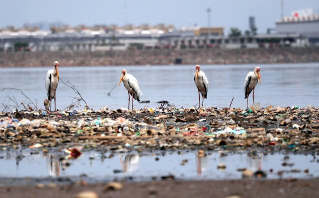 Milky storks stand on garbage in Jakarta Bay in Jakarta, Indonesia, Tuesday, October 19, 2021. Jakarta's waters are polluted, contributing not only to a lack of clean drinking water, but also making flooding more likely during the rainy season. (Photo by Achmad Ibrahim/AP Photo)