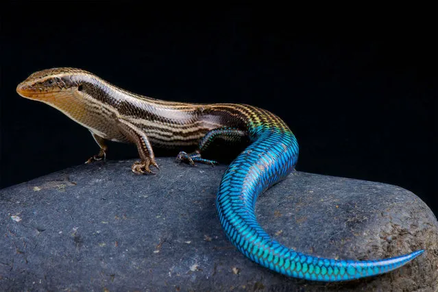 Gran Canaria blue-tailed skink (Chalcides sexlineatus). (Photo by Matthijs Kuijpers/The Guardian)