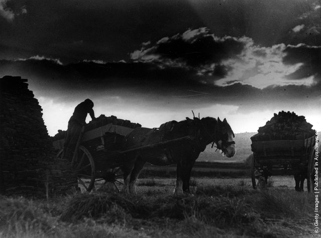 1942: Stacking peat in the twilight on Brigsteer Mosses in Westmorland