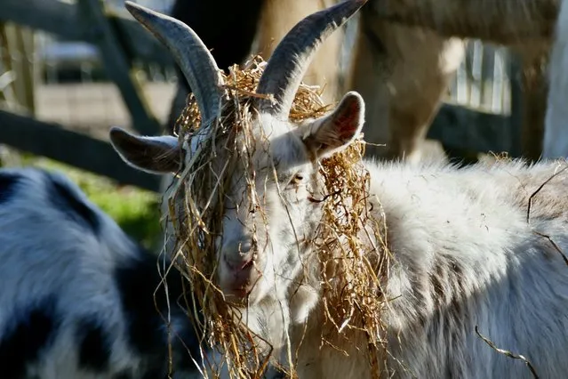 A little pygmy goat desides to wear his breakfast rather than eat it on a sunny morning in the countryside Dunsden, Oxfordshire, UK on April 17, 2024. (Photo by Geoffrey Swaine/Rex Features/Shutterstock)