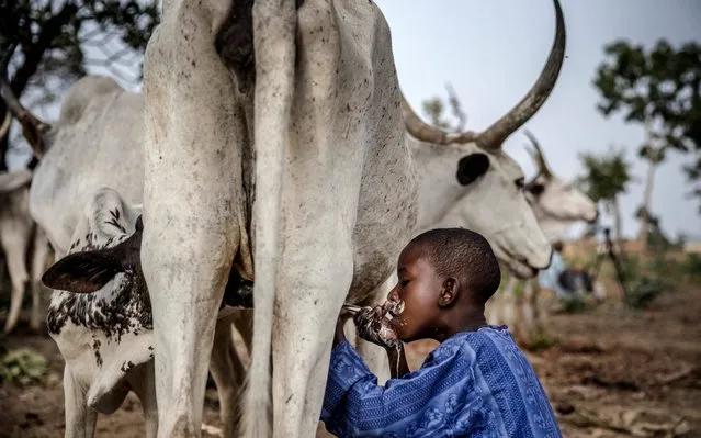 8-year-old Fulani boy Suleiman Yusuf drinks milk from a cow belonging to his father cattle near his family's house at Kachia Grazing Reserve, Kaduna State, Nigeria, on April 16, 2019. Kachia Grazing Reserve is an area set aside for the use of Fulani pastoralist and it is intended to be the foci of livestock development. The purpose for the grazing reserves is the settlement of nomadic pastoralists and inducement to sedentarisation through the provision of land for grazing and permanent water as way to avoid conflict. (Photo by Luis Tato/AFP Photo)