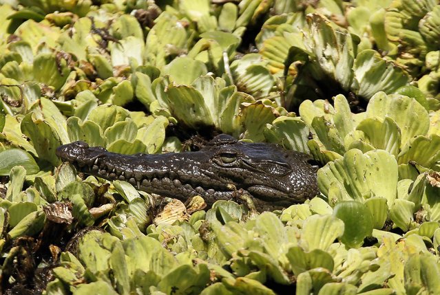 A photograph dated 10 March 2014 shows an alligator at National Park Palo Verde located in Guanacaste municipality, Costa Rica. Environment experts said on 18 March 2014 that it is neccesary to look for more effective and innovative solutions for conserving protected wild areas, which are in danger in Mesoamerica area. (Photo by Jeffrey Arguedas/EPA)