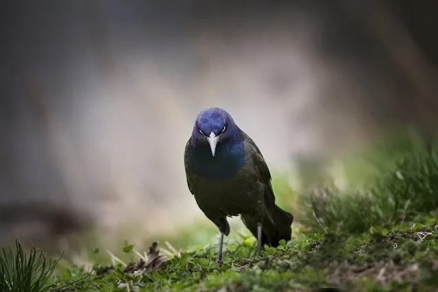 “Angry Bird”. Angry Bird! (Common Grackle). Spontaneous moment. Photo location: Lawrence County, Illinois. (Photo and caption by Ryan Roush/National Geographic Photo Contest)