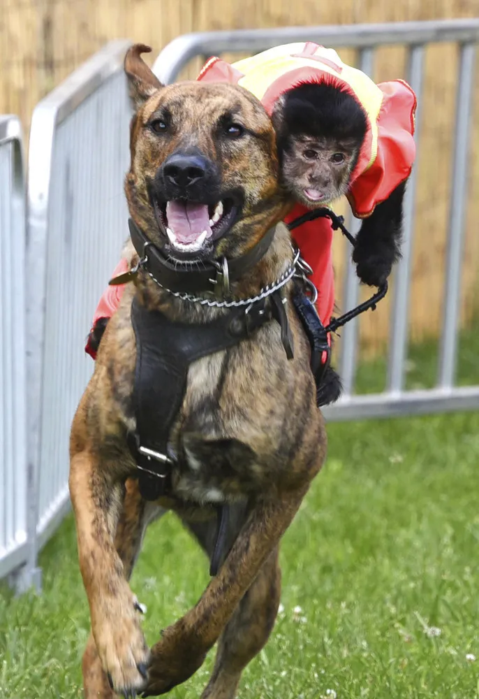 Animals this Week, Part 2/2