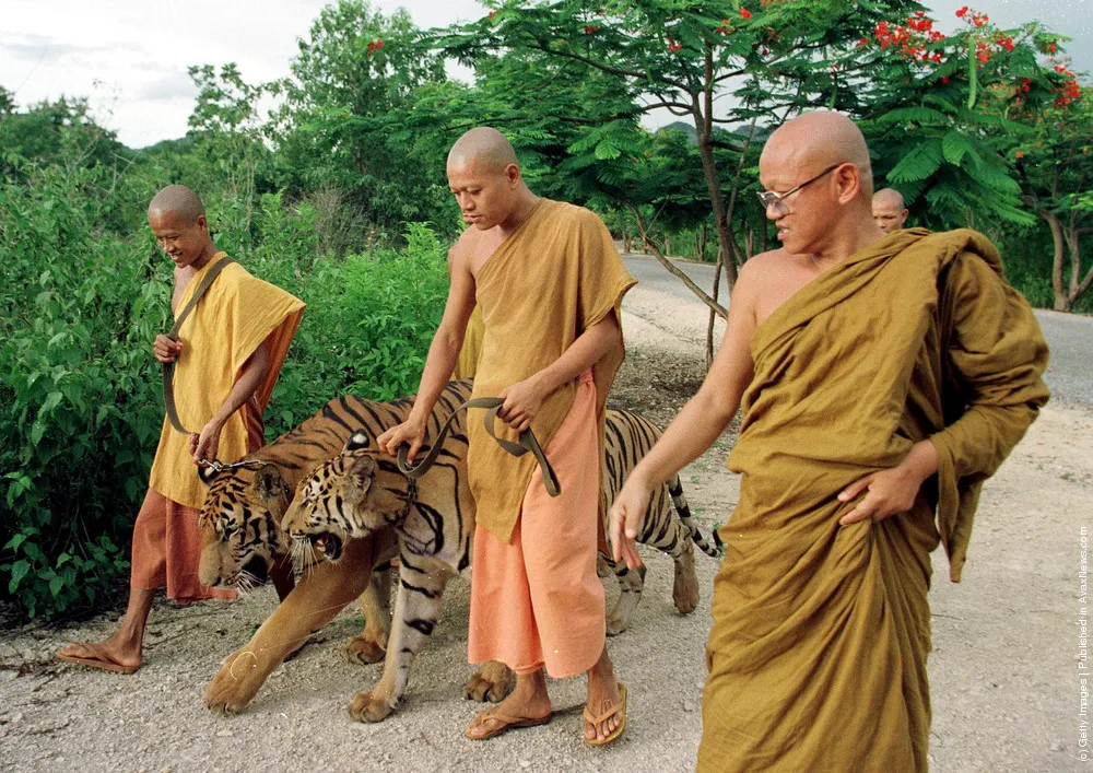 Tigers Raised By Monks In Thailand