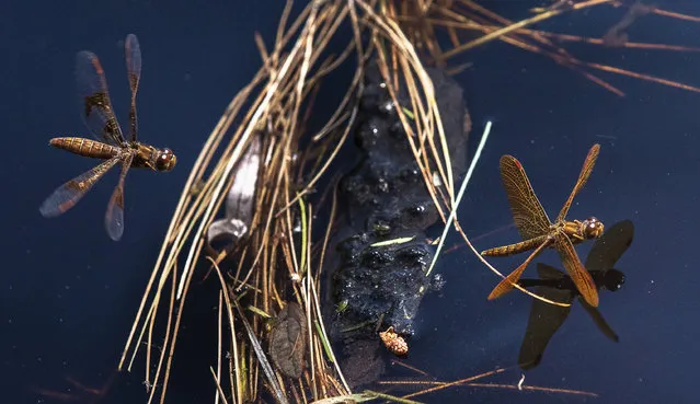 A pair of dragonflies dance around a pond at Pineland Farms in New Gloucester, Maine, Monday, July 15, 2019. (Photo by Russ Dillingham/Sun Journal via AP Photo)