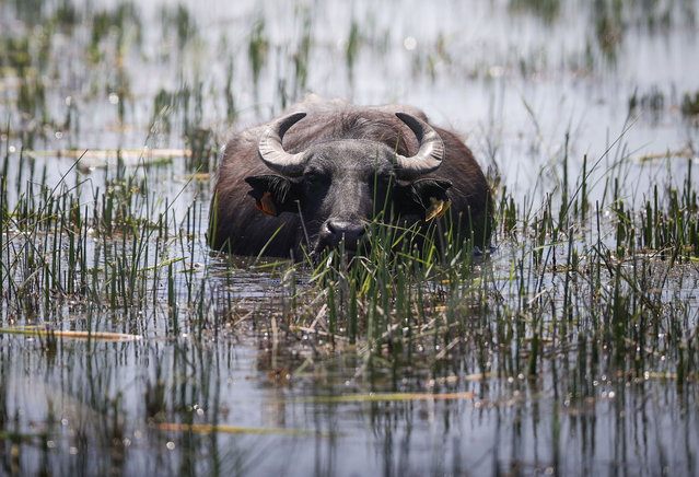 A buffalo cools off in a water around Kizilirmak Delta, which is on the UNESCO World Heritage Permanent List, in Samsun, Turkiye on May 18, 2024. The delta, hosting many bird species along with almost 450 Yilki horses, one of the wild horse species, and buffalos, offers unique sceneries for photography and nature enthusiasts. (Photo by Esra Hacioglu Karakaya/Anadolu via Getty Images)