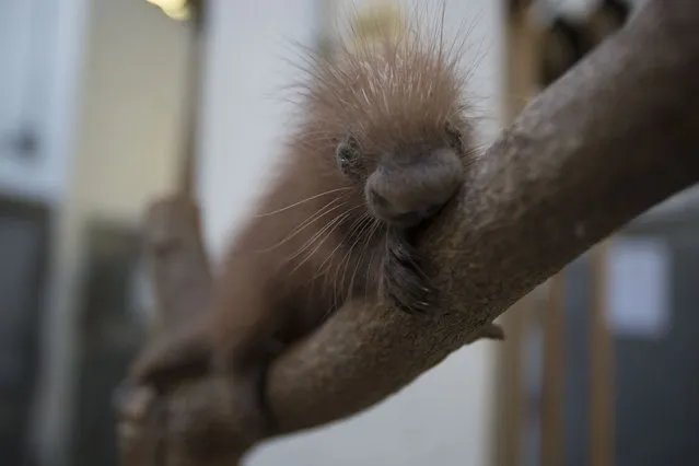 A baby prehinsile-tailed porcupine, one or two days after its birth at the National Zoo in Washington, April 2017. The porcupette is the third for mom Bess and dad Clark.(Photo by Roshan Patel/Smithsonian’s National Zoo)