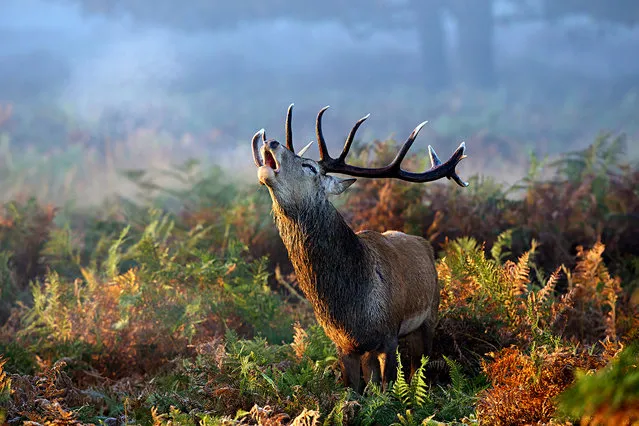 “Autumn Call”. A large red deer standing in the morning mist calling the hinds, this stag is one of a number of wild deer that live in the middle of London's Richmond Park. Photo location: Richmond Park, London. (Photo and caption by Mark Bridger/National Geographic Photo Contest)