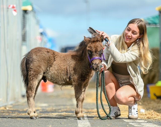 Hamish, a five-week-old miniature Shetland pony, is groomed by Lori Calvert of Doonpark Stud in Dumfries and Galloway, UK on June 19, 2024, before the Royal Highland Show, which takes place at Ingliston in Edinburgh on June 20-23. (Photo by Dave Johnston/The Times)