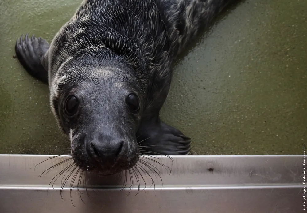 Rescued Seal Pups Are Rehabilitated At West Hatch Wildlife Centre